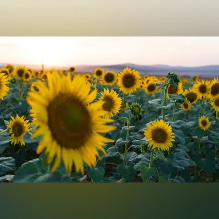 OnlyFans cuenta lolaminrose header 2
