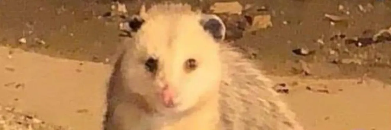 OnlyFans cuenta real_marsupial header 2