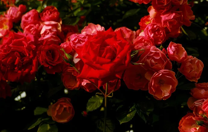 OnlyFans cuenta sweetasylum header 2