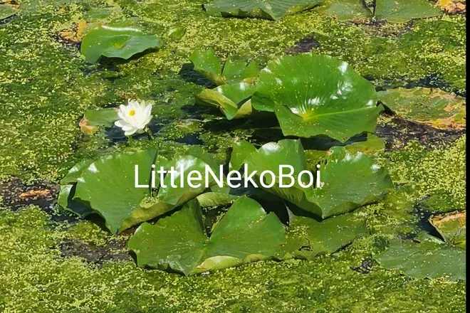 OnlyFans cuenta littlenekoboi header 2