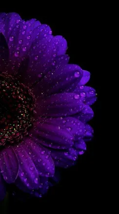 OnlyFans cuenta starbrightbbw header 2
