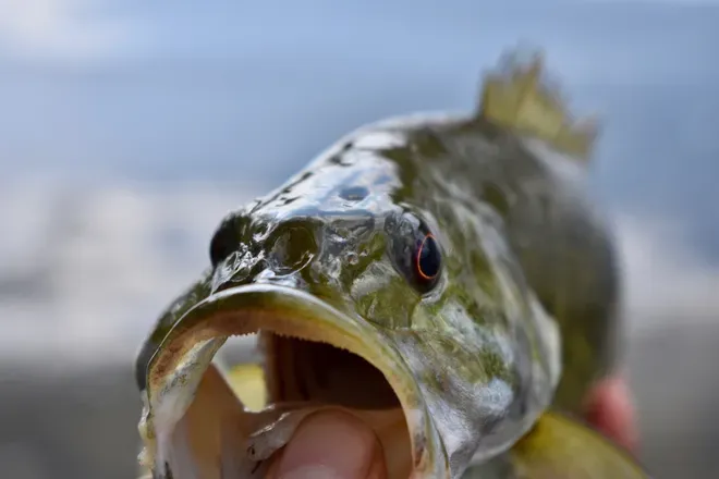 OnlyFans cuenta bassfishing avatar 1