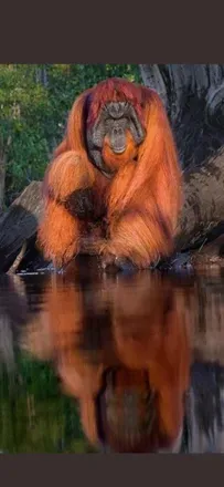 OnlyFans account  redbackgorilla avatar 1