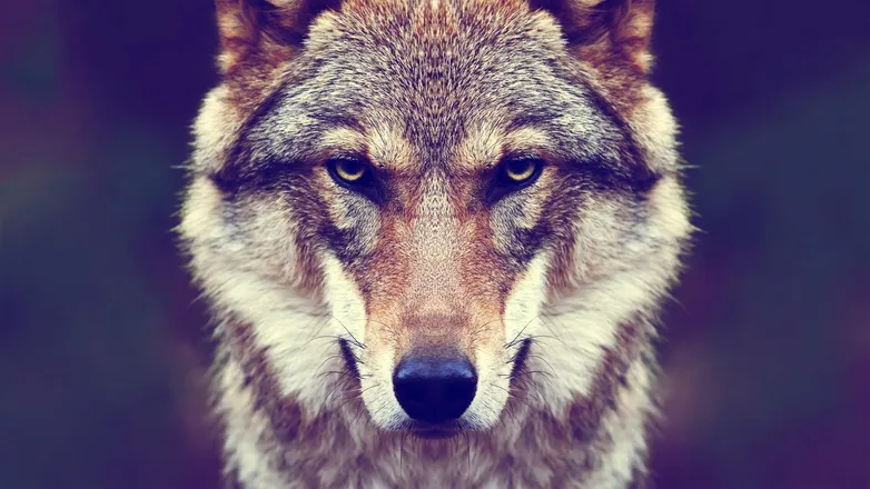 OnlyFans account  dogtrainerit header 2