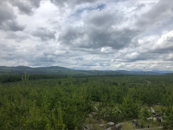 OnlyFans account  canadianwildman420 header 1
