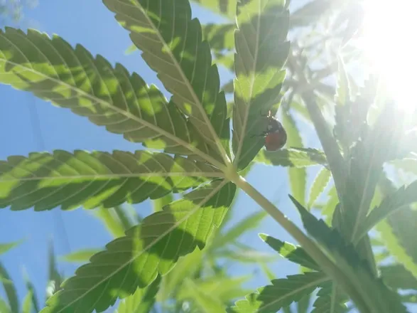 OnlyFans account  bbk420 header 2