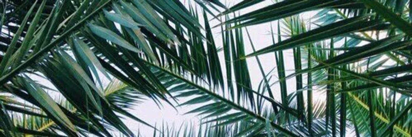 OnlyFans cuenta blackcxsper header 2