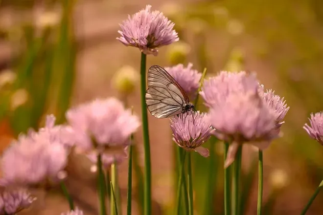 OnlyFans cuenta amaliabutterfly header 2