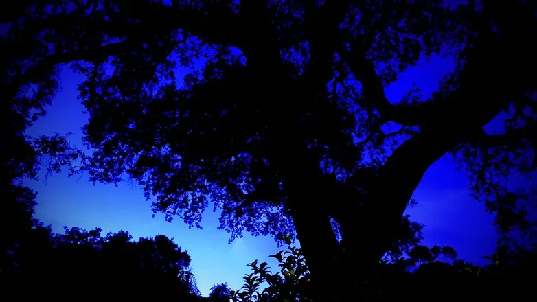 OnlyFans cuenta pleasantame header 2