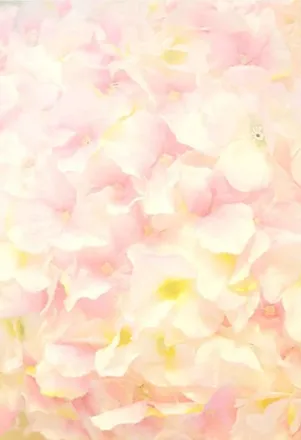 OnlyFans cuenta niecey_491 header 2