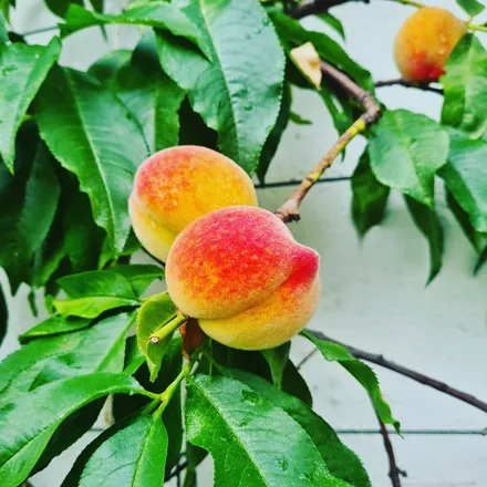OnlyFans cuenta nectarine_naomi header 2