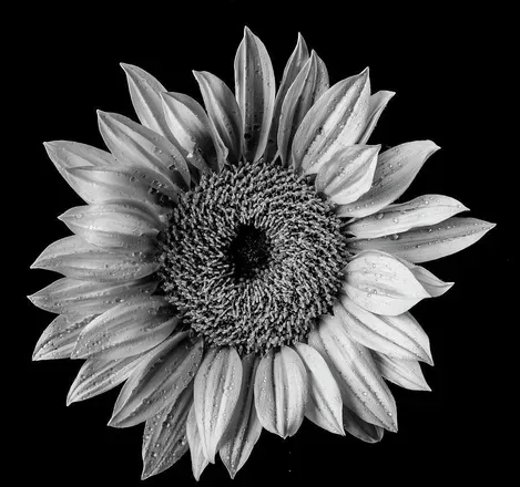 OnlyFans cuenta yellowsunflower2020 avatar 1