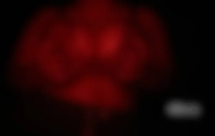 OnlyFans cuenta raccoonflor header 2