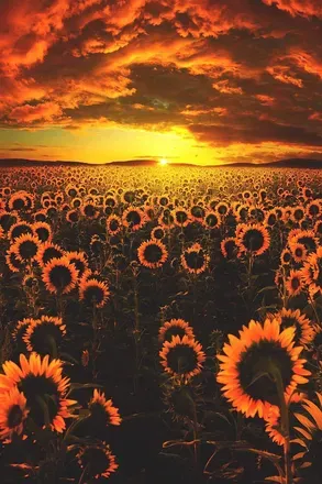 OnlyFans cuenta sunflowersamantha header 2