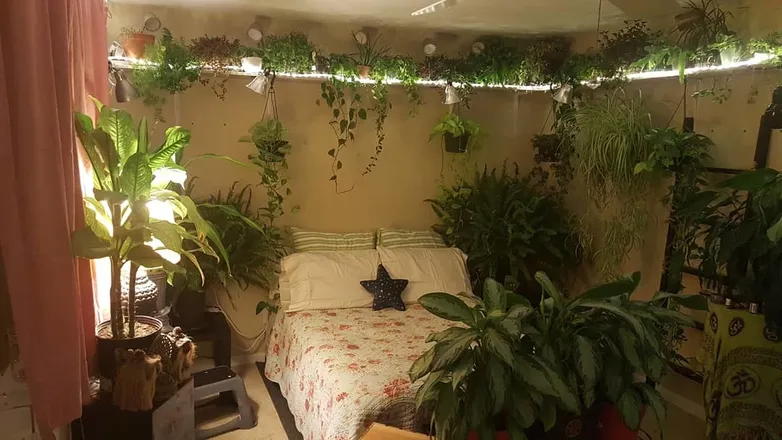 OnlyFans cuenta plantlover82 header 2