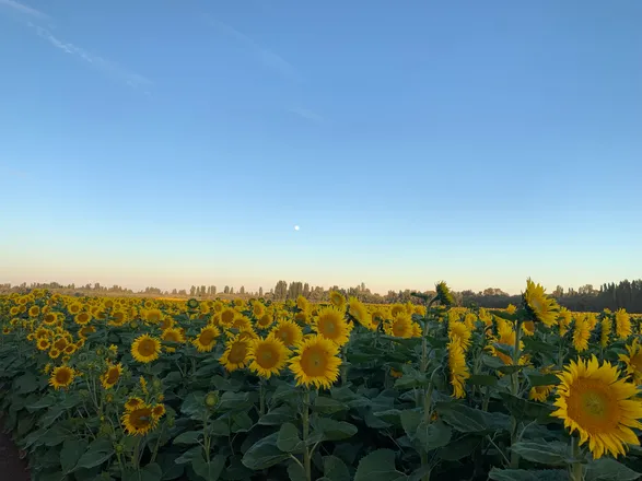 OnlyFans cuenta sirluisruiz header 2