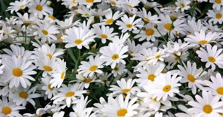 OnlyFans cuenta daisy.rides header 2