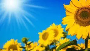 OnlyFans cuenta wearewalkingonsunshine header 2