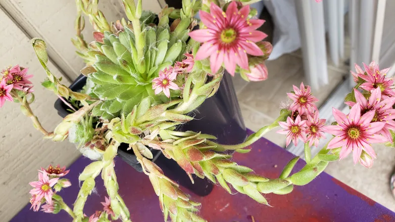 OnlyFans cuenta cheekycactus header 2