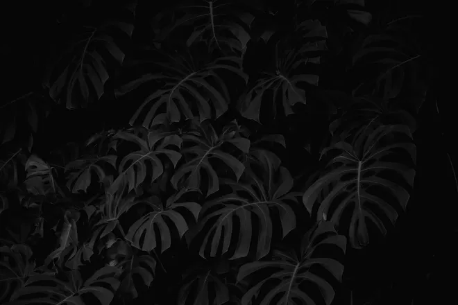 OnlyFans account  silversky header 2
