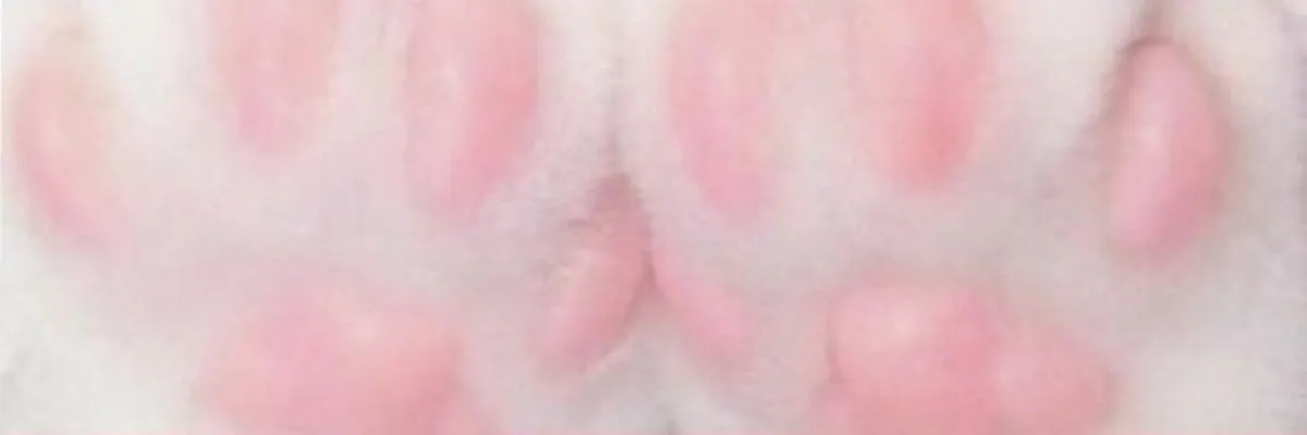 OnlyFans cuenta uwu_kitty_uwu header 2