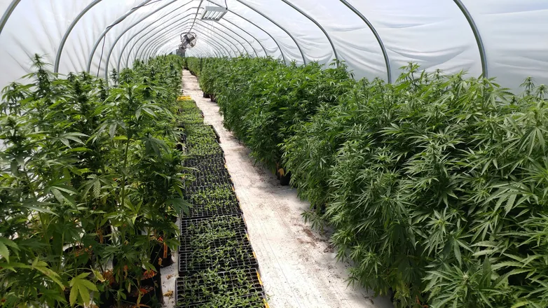 OnlyFans cuenta cannabisclown header 2