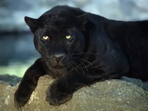 OnlyFans account  whimsicalpanther avatar 1