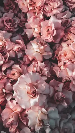 OnlyFans cuenta babbyrosee header 2