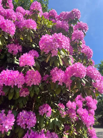 OnlyFans cuenta monoiiflower header 2
