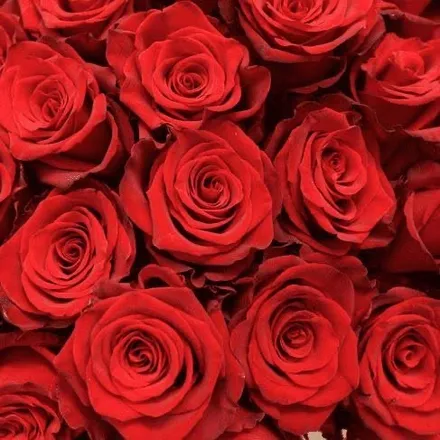 OnlyFans cuenta lovelessrebel header 2
