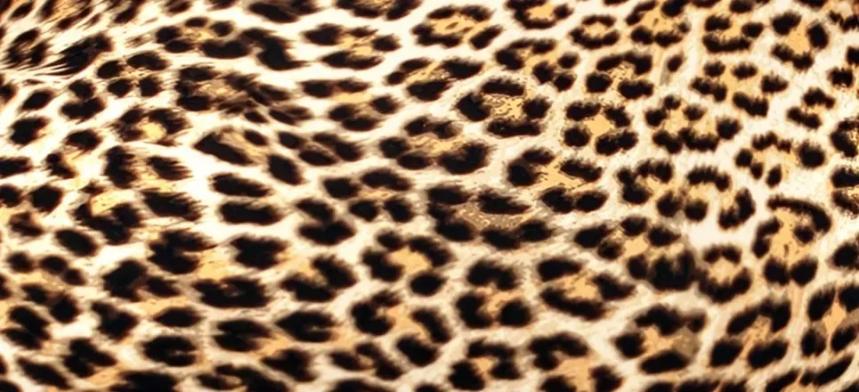 OnlyFans cuenta tsmonicakash header 2