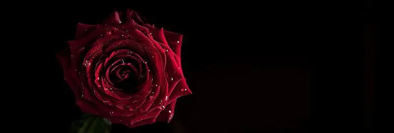 OnlyFans cuenta nerdybbwkitten header 2