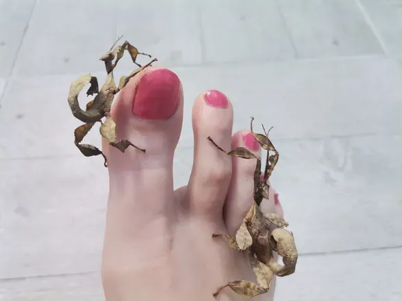 OnlyFans cuenta foot.and.snake avatar 1