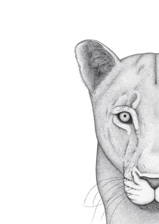 OnlyFans account  nalla_the_lioness avatar 1