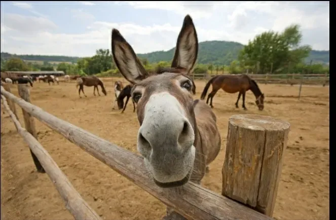 OnlyFans cuenta burrodonkey avatar 1