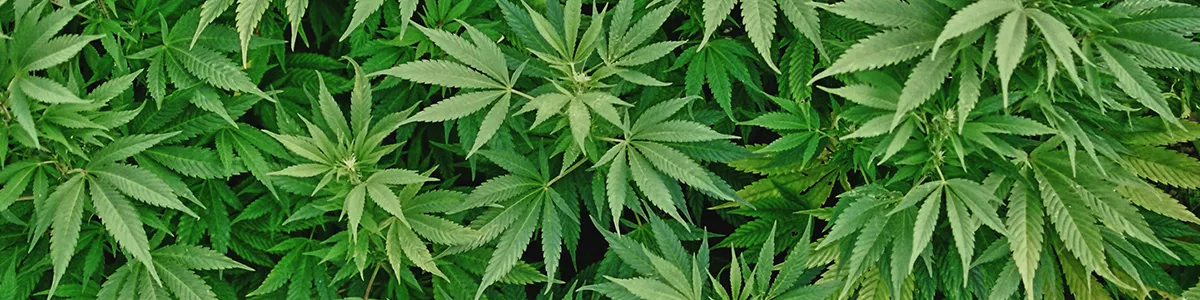 OnlyFans cuenta smokingstrawberryfree header 2