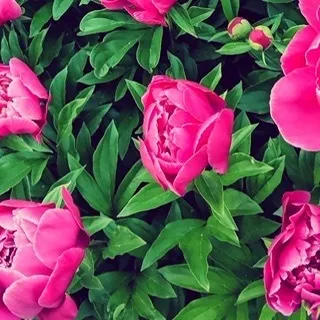 OnlyFans cuenta missyrose_1 header 2