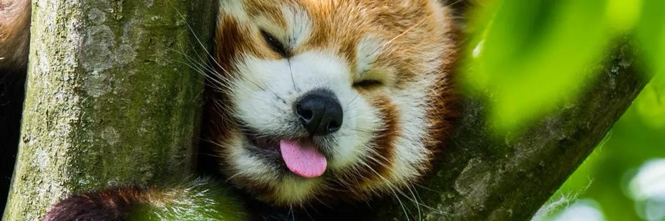 OnlyFans cuenta redpandambie header 2