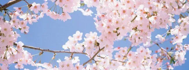 OnlyFans cuenta dommesakura header 2
