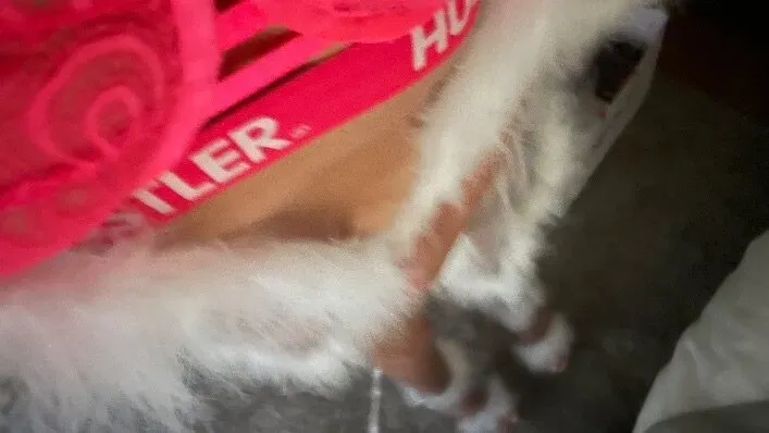 OnlyFans cuenta thekinkykatxo header 2