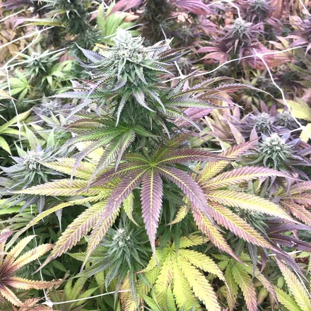 OnlyFans cuenta robmarley420 header 2