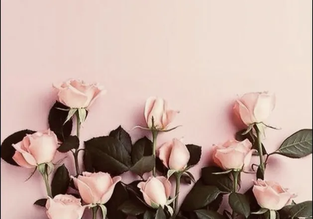 OnlyFans cuenta shelbyyyb2 header 2