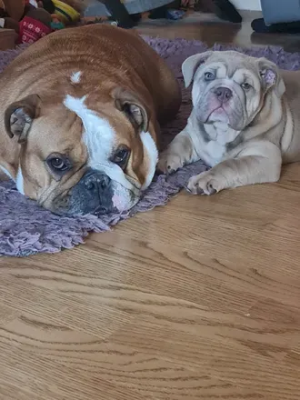 OnlyFans cuenta britishbulldoglife avatar 1