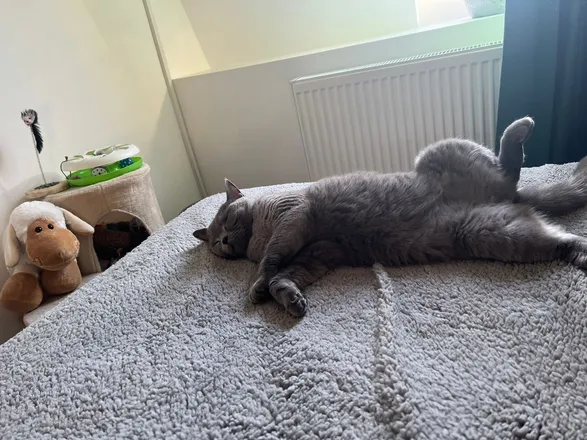 OnlyFans cuenta martinkingofcats header 2