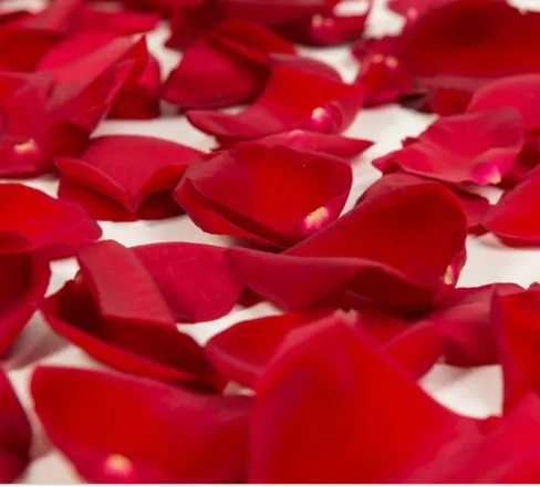 OnlyFans cuenta rosepetal_01 header 2