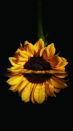 OnlyFans cuenta sxysunflower avatar 1