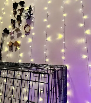 OnlyFans cuenta lottiedarling header 2