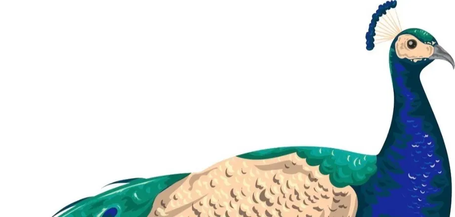 OnlyFans cuenta blindpeacock header 2