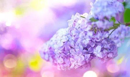 OnlyFans cuenta lilacbumps header 2