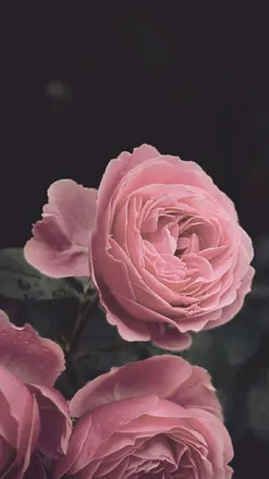OnlyFans cuenta rosiemthorns header 2